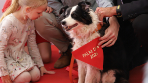 Illustration : "La Palm Dog 2025 est attribuée à Panda, le chien de « The Love That Remains » de Hlynur Pálmason"