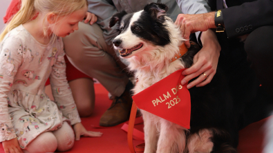 Illustration : "La Palm Dog 2025 est attribuée à Panda, le chien de « The Love That Remains » de Hlynur Pálmason"