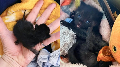 Illustration : "Privé de sa maman, ce chaton nouveau-né lutte vaillamment pour prendre du poids et rester en vie"