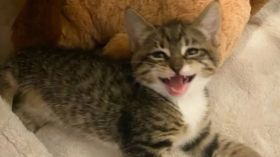 Illustration : "Le sauvetage d’un chaton handicapé conduit des bénévoles à porter secours à toute sa famille en difficulté"