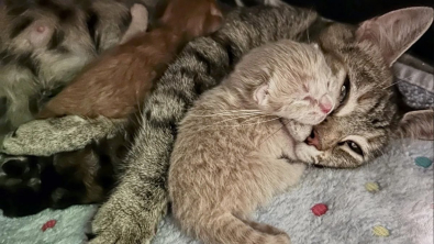 Illustration : "Une bénévole venue adopter des chatons repart avec une chatte enceinte en détresse"