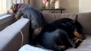Illustration : "Cette chienne adoptée aime tellement son maître qu’elle l’attend tristement à la fenêtre (vidéo)"