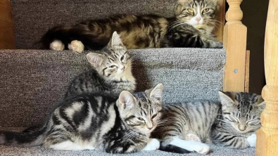 Illustration : "Un couple pensait adopter 2 chats mais tombent amoureux de toute la famille"