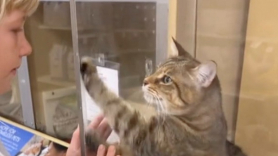 Illustration : "Déterminée à être adoptée, cette chatte emploie les grands moyens pour attirer l’attention (vidéo)"