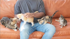 Illustration : "Ces 5 chatons suivent leur père d’accueil partout, comme des petits canetons (vidéo)"