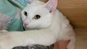 Illustration : "Recueillie juste à temps, une chatte met bas chez sa famille d’accueil"