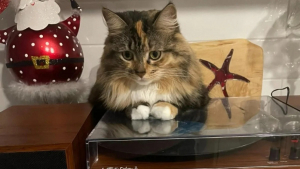 Illustration : "Une chatte en quête d’attention met au point un dangereux stratagème pour obtenir un câlin"