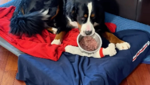 Illustration : "Un Bouvier Bernois dont les notions de confort sont très prononcées adore prendre son petit déjeuner au lit (vidéo)"