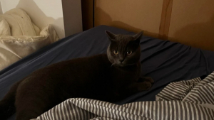 Illustration : "Un homme se réveille avec un chat dans son lit alors qu’il n’a jamais eu d’animaux de compagnie"