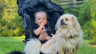 Illustration : "Maltraitée pendant des années dans une usine à chiots, cette petite chienne réapprend à faire confiance aux humains grâce à l’amour d’un enfant (vidéo)"