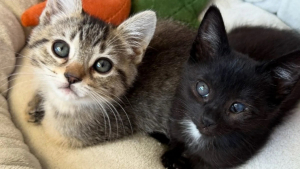 Illustration : "Grâce à une bénévole, 2 chatons inséparables trouvent un foyer ensemble"