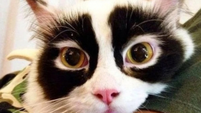 Illustration : 10 chats avec des motifs amusants dans leur pelage