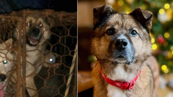Illustration : Autrefois destiné à l’abattoir, un chien profite aujourd’hui d’une vie heureuse à l’autre bout du globe