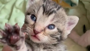 Illustration : "Des bénévoles trouvent un chaton frigorifié et sauvent toute sa famille"