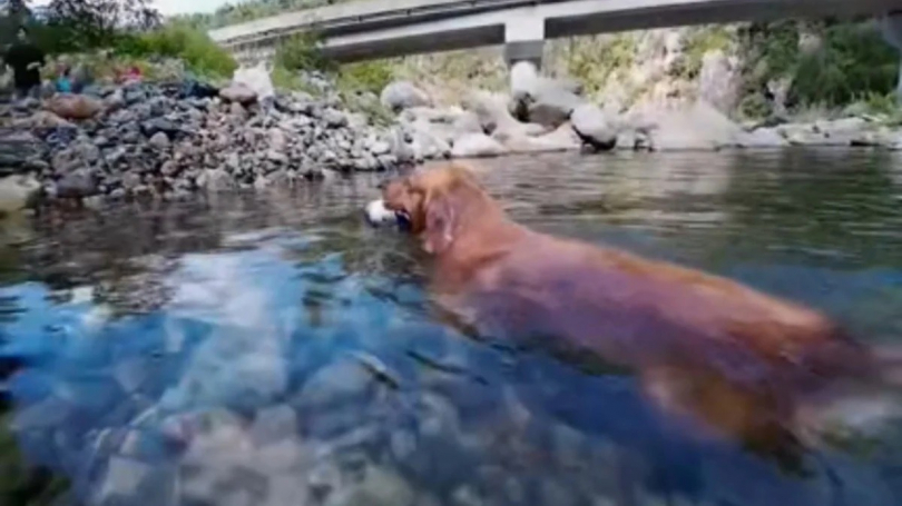 Illustration : Un Golden Retriever plonge à plusieurs mètres de profondeur pour récupérer un objet (vidéo)