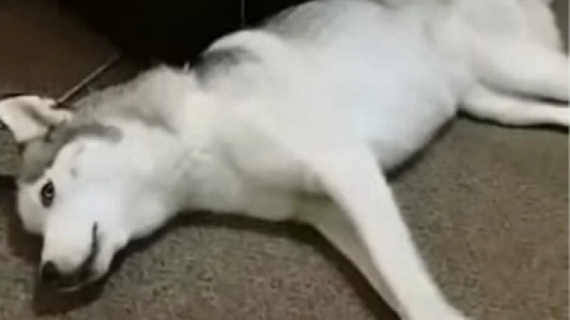 Illustration : Sur un parking, une vétérinaire sauve un Husky en lui faisant un massage cardiaque