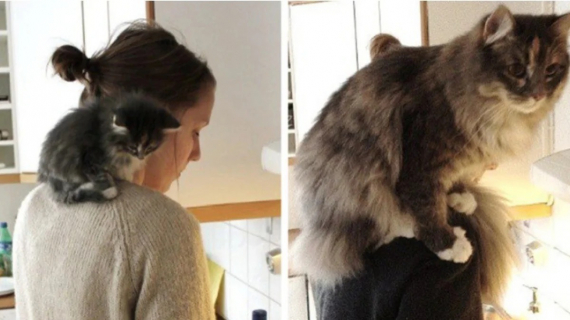 Illustration : 10 photos de chats et de chiens qui ont grandi de manière impressionnante