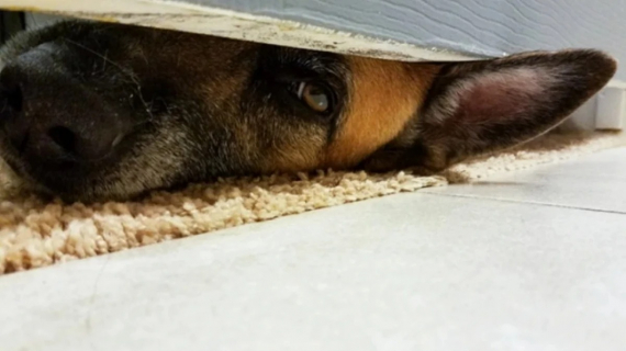 Illustration : 13 animaux de compagnie qui savent s’y prendre pour attirer l’attention de leurs propriétaires