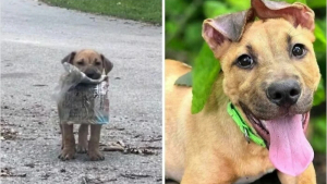 Illustration : "10 photos de chiens métamorphosés par leur sauvetage"