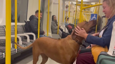 Illustration : Cette chienne adorable réchauffe le cœur des passagers du métro (vidéo)