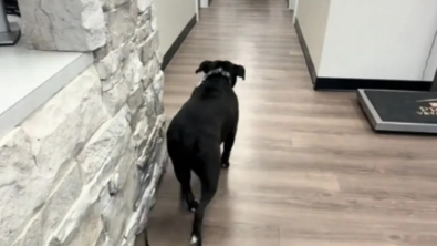 Illustration : Une chienne anxieuse se détend immédiatement quand elle découvre l’identité de sa nouvelle vétérinaire (vidéo)