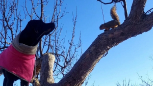Illustration : "Devenue amie avec des écureuils, cette chienne a développé un don pour grimper dans les arbres"