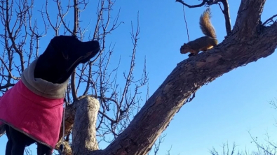Illustration : "Devenue amie avec des écureuils, cette chienne a développé un don pour grimper dans les arbres"