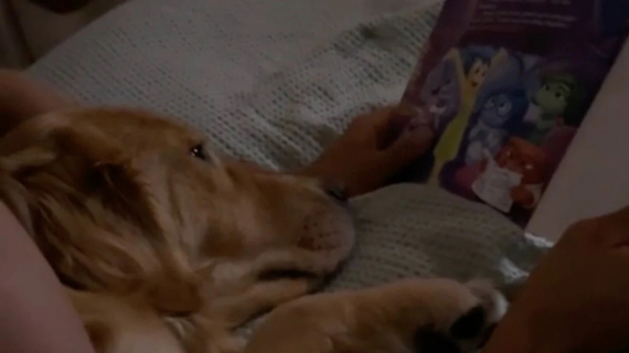 Illustration : Ce Golden Retriever lit des histoires pour enfants avant de s’endormir (vidéo)