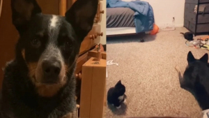 Illustration : "Cette chienne trouve 3 chatons orphelins et les prend sous son aile (vidéo)"