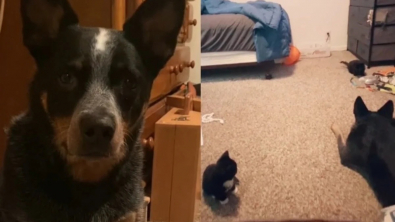 Illustration : "Cette chienne trouve 3 chatons orphelins et les prend sous son aile (vidéo)"