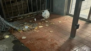 Illustration : "Un chat blessé suit les passants dans l’espoir d’être enfin sauvé"