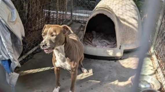 Illustration : En acceptant de venir en aide à une femme âgée, ce refuge ne s’attendait pas à devoir prendre en charge 50 animaux