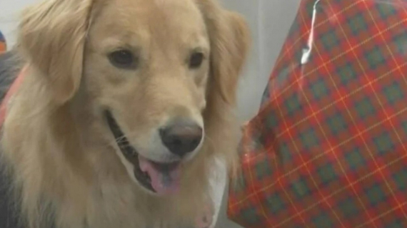 Illustration : Un chien s’intéresse à une personne âgée dans la rue et permet de résoudre une enquête