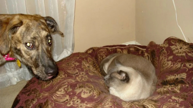 Illustration : "17 chats qui adorent prendre leurs aises près de leurs compagnons canins"