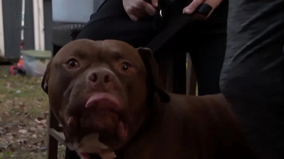 Illustration : Ce chien sauve toute sa famille d’un incendie destructeur et devient un véritable ange gardien