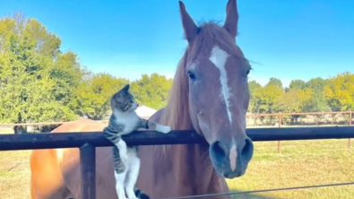 Illustration : "Ce chat de grange est devenu le meilleur ami d’un cheval âgé (vidéo)"