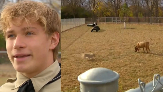 Illustration : Un adolescent dévoué construit un parc pour les animaux de sa commune