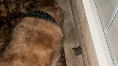 Illustration : "Ce Golden Retriever protecteur prend soin d’une grenouille lors d’un orage (vidéo)"
