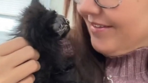 Illustration : "Ce chaton aveugle surmonte son handicap grâce à l’amour de son humaine (vidéo)"