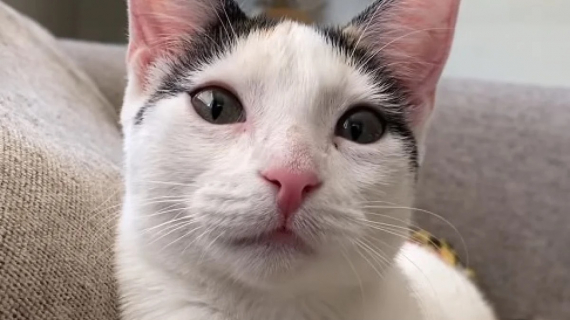 Illustration : Une mère d’accueil émet une hypothèse expliquant pourquoi cette chatonne a du mal à trouver sa famille pour la vie