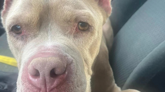 Illustration : Des enfants au grand cœur adoptent un vieux chien oublié dans un refuge