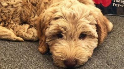 Illustration : "10 chiens qui découvrent le plaisir d’avoir enfin un foyer"