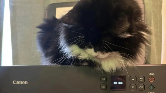 Illustration : Un chat joue avec une imprimante et crée une œuvre d’art inattendue