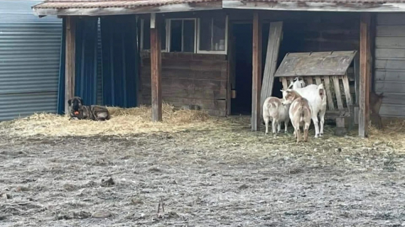 Illustration : Un chien perdu se r&eacute;fugie chez une famille qui avait oubli&eacute; de fermer son portail