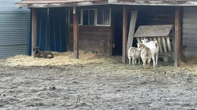 Illustration : "Un chien perdu se réfugie chez une famille qui avait oublié de fermer son portail"