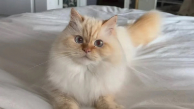 Illustration : "Ce chat jugé inadapté aux enfants s’est révélé être un compagnon exceptionnel"
