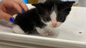 Illustration : "Ce minuscule chaton de 6 semaines est sauvé par des bénévoles et trouve son meilleur ami"