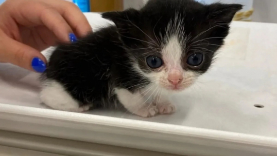 Illustration : Ce minuscule chaton de 6 semaines est sauvé par des bénévoles et trouve son meilleur ami