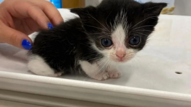 Illustration : "Ce minuscule chaton de 6 semaines est sauvé par des bénévoles et trouve son meilleur ami"
