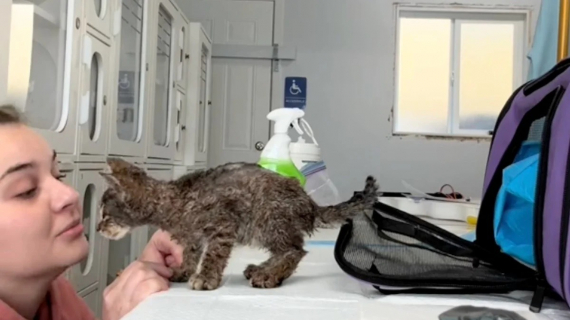 Illustration : Un chaton sans famille et couvert de peinture est sauvé par des bénévoles dévoués